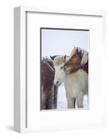 Icelandic Horses outside during a winter snow storm, Iceland-Panoramic Images-Framed Photographic Print