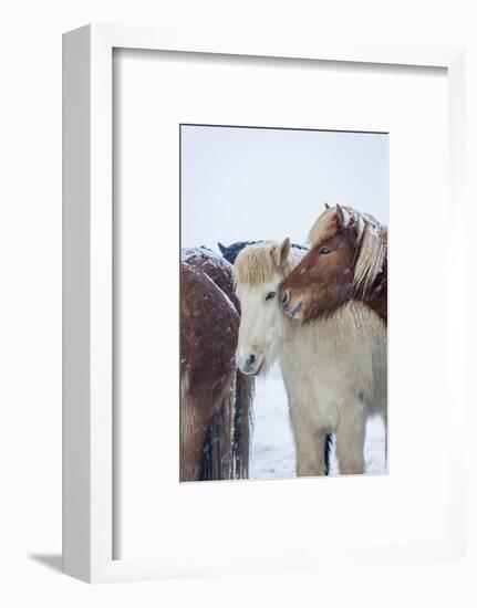 Icelandic Horses outside during a winter snow storm, Iceland-Panoramic Images-Framed Photographic Print