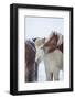 Icelandic Horses outside during a winter snow storm, Iceland-Panoramic Images-Framed Photographic Print