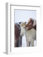 Icelandic Horses outside during a winter snow storm, Iceland-Panoramic Images-Framed Photographic Print