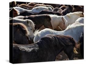 Icelandic Horses Sheltering in a Strong Wind-Nigel Pavitt-Stretched Canvas