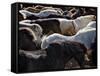 Icelandic Horses Sheltering in a Strong Wind-Nigel Pavitt-Framed Stretched Canvas