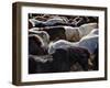 Icelandic Horses Sheltering in a Strong Wind-Nigel Pavitt-Framed Photographic Print