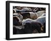 Icelandic Horses Sheltering in a Strong Wind-Nigel Pavitt-Framed Photographic Print