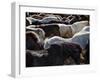 Icelandic Horses Sheltering in a Strong Wind-Nigel Pavitt-Framed Photographic Print