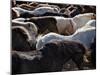 Icelandic Horses Sheltering in a Strong Wind-Nigel Pavitt-Mounted Photographic Print