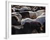 Icelandic Horses Sheltering in a Strong Wind-Nigel Pavitt-Framed Photographic Print