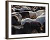 Icelandic Horses Sheltering in a Strong Wind-Nigel Pavitt-Framed Photographic Print