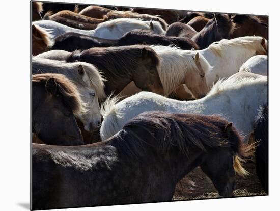 Icelandic Horses Sheltering in a Strong Wind-Nigel Pavitt-Mounted Photographic Print