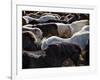 Icelandic Horses Sheltering in a Strong Wind-Nigel Pavitt-Framed Photographic Print