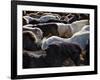 Icelandic Horses Sheltering in a Strong Wind-Nigel Pavitt-Framed Photographic Print