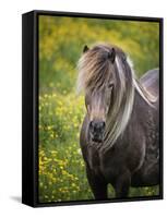 Icelandic Horses V-PHBurchett-Framed Stretched Canvas