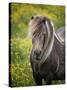 Icelandic Horses V-PHBurchett-Stretched Canvas