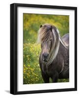 Icelandic Horses V-PHBurchett-Framed Photographic Print