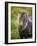 Icelandic Horses V-PHBurchett-Framed Photographic Print