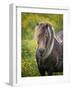 Icelandic Horses V-PHBurchett-Framed Photographic Print