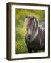 Icelandic Horses V-PHBurchett-Framed Premium Photographic Print