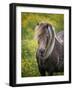 Icelandic Horses V-PHBurchett-Framed Premium Photographic Print