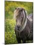 Icelandic Horses V-PHBurchett-Mounted Premium Photographic Print