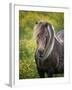 Icelandic Horses V-PHBurchett-Framed Photographic Print