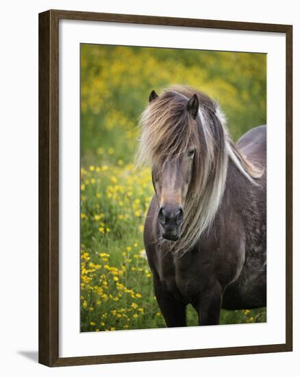 Icelandic Horses V-PHBurchett-Framed Photographic Print