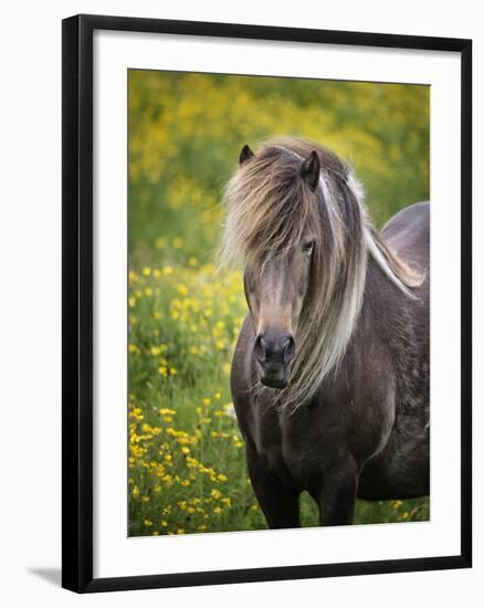 Icelandic Horses V-PHBurchett-Framed Photographic Print