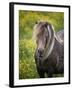 Icelandic Horses V-PHBurchett-Framed Photographic Print