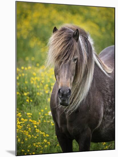 Icelandic Horses V-PHBurchett-Mounted Photographic Print