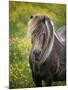 Icelandic Horses V-PHBurchett-Mounted Photographic Print