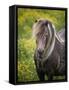 Icelandic Horses V-PHBurchett-Framed Stretched Canvas