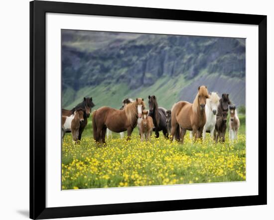 Icelandic Horses VII-PHBurchett-Framed Photographic Print