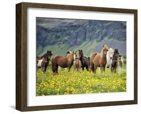 Icelandic Horses VII-PHBurchett-Framed Photographic Print