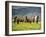 Icelandic Horses VII-PHBurchett-Framed Photographic Print