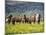 Icelandic Horses VII-PHBurchett-Mounted Photographic Print