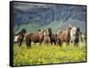 Icelandic Horses VII-PHBurchett-Framed Stretched Canvas