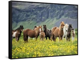 Icelandic Horses VII-PHBurchett-Framed Stretched Canvas