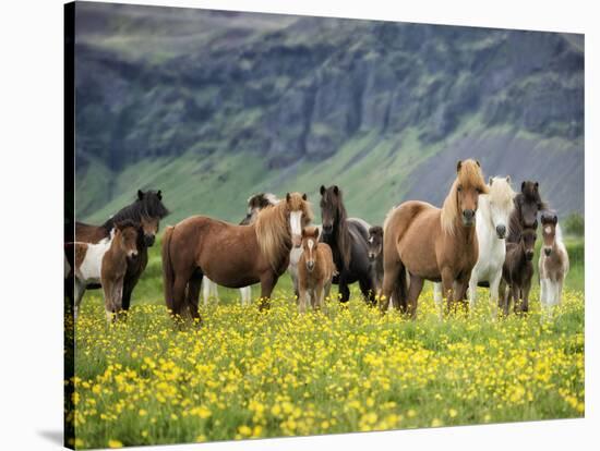 Icelandic Horses VII-PHBurchett-Stretched Canvas