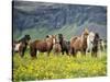 Icelandic Horses VII-PHBurchett-Stretched Canvas