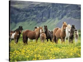 Icelandic Horses VII-PHBurchett-Stretched Canvas