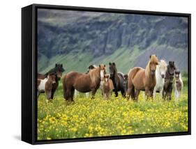 Icelandic Horses VII-PHBurchett-Framed Stretched Canvas