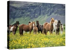 Icelandic Horses VII-PHBurchett-Stretched Canvas