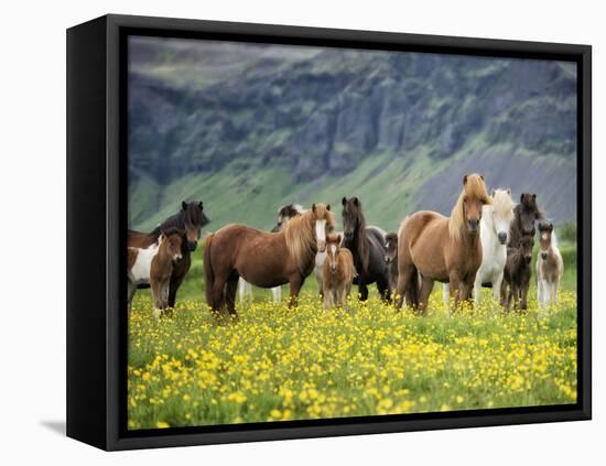 Icelandic Horses VII-PHBurchett-Framed Stretched Canvas