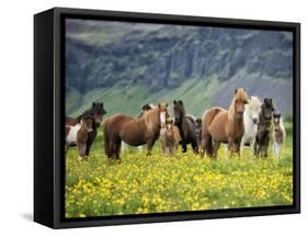 Icelandic Horses VII-PHBurchett-Framed Stretched Canvas