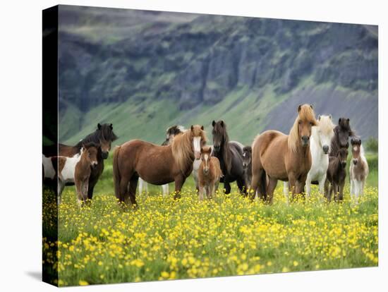 Icelandic Horses VII-PHBurchett-Stretched Canvas