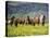 Icelandic Horses VII-PHBurchett-Stretched Canvas