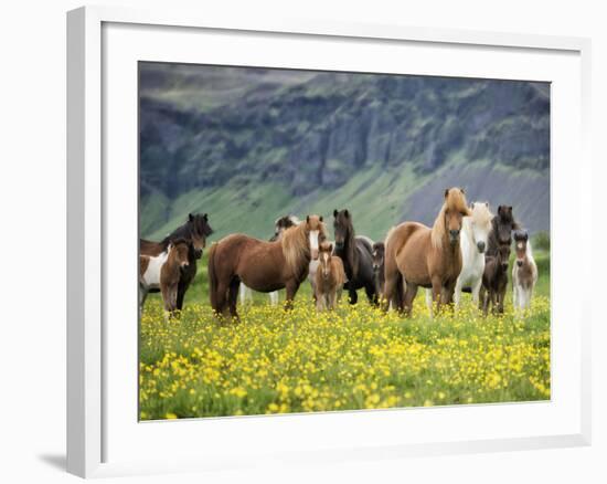 Icelandic Horses VII-PHBurchett-Framed Photographic Print