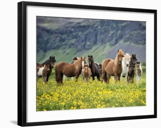 Icelandic Horses VII-PHBurchett-Framed Photographic Print