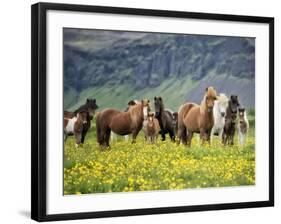 Icelandic Horses VII-PHBurchett-Framed Photographic Print