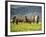 Icelandic Horses VII-PHBurchett-Framed Photographic Print