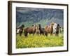 Icelandic Horses VII-PHBurchett-Framed Photographic Print